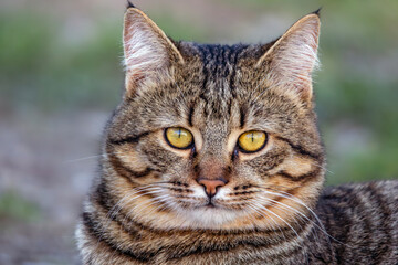 Striped cat close up portrait