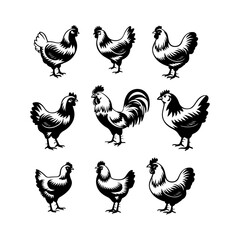 Gamecock set, Rooster collection set isolated on white
.hen a with white background.Chicken silhouettes assortment Pro Vector.