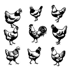 Gamecock set, Rooster collection set isolated on white
.hen a with white background.Chicken silhouettes assortment Pro Vector.
