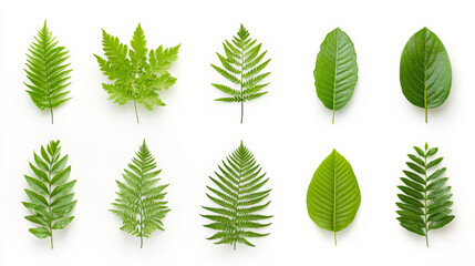 Different types of green leaves arranged in a grid on a white background