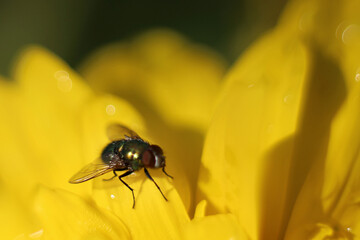 Close-up of green fly on yellow flower. Pests, insect life. Selective focus, blurry.