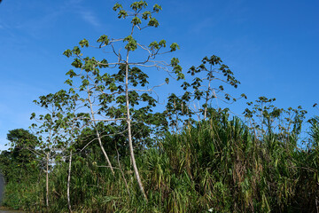 Tortuguero, Costa Rica - November 17, 2024 - jungle landscape in the Tortuguero channel 