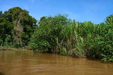 Obraz premium Tortuguero, Costa Rica - November 17, 2024 - jungle landscape in the Tortuguero channel 