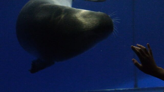 Big seal swimming in aquarium with freshwater. Artificial basin where atmosphere is close to their natural habitat. Aquatic animals of lake Baikal. 