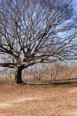 公園にある木の影