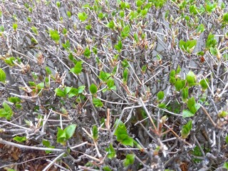 春の雨上がりの芽吹きのドウダンツツジ