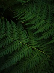 Close-Up of Green Fern Leaves