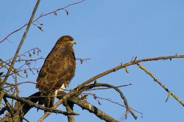 common buzzard perching on a tree branch