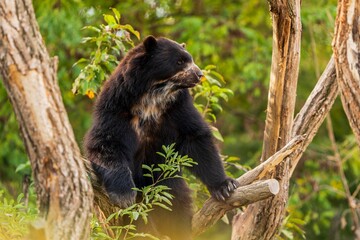 Spectacled Bear in Vienna ZOO