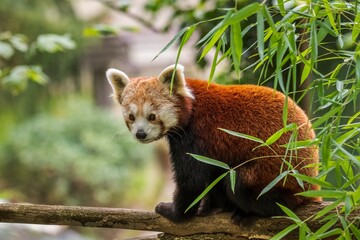 A red panda is sleeping in a tree in the zoo.