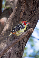 Red-and-yellow barbet (Trachyphonus erythrocephalus) sitting in Aacaia tree at Lake Manyara National Park in Tanzania East Africa