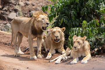 Lion family resting along the dirt road at Lake Manyara National Park in Tanzania East Africa