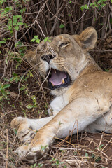 One gaping female Lion lying down along the dirt road at Lake Manyara National Park in Tanzania East Africa
