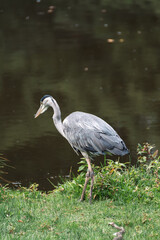 Fototapeta premium Close encounter with a beautiful specimen of grey heron
