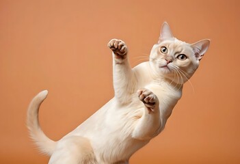 tan cat is mid-leap with paws raised, against an orange backdrop
