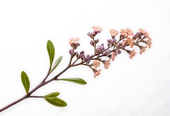  photo of a sprig of small pink and purple flowers