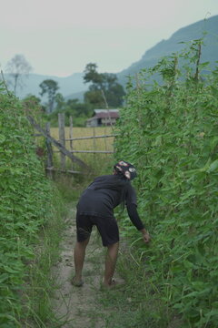 If you like green beans, there's a humdinger of a bean out there. Uncommon in most American's veggie gardens, but a veritable staple in many Asian gardens, I give you the Chinese long bean, also known