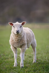 Cute white lamb on meadow