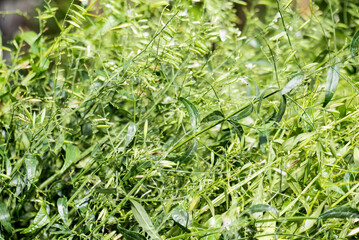 Kariyat or Andrographis paniculata, branch green leaves on natural background.