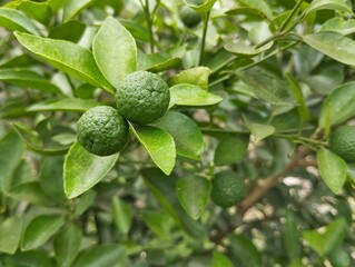 Fresh green lime fruit on tree. Organic farm plant, Food ingredient, Vegetarian cuisine 