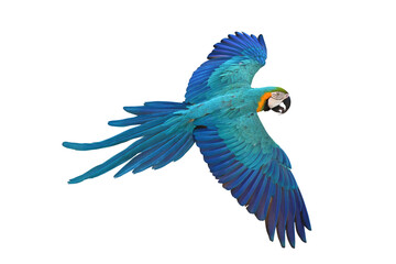 Colorful flying Blue and Gold Macaw parrot isolated on transparent background png file