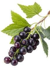Elderberry berries and leaves isolated on transparent background for herbal medicine, organic health products, and culinary ingredients