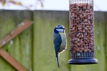 bird on a feeder