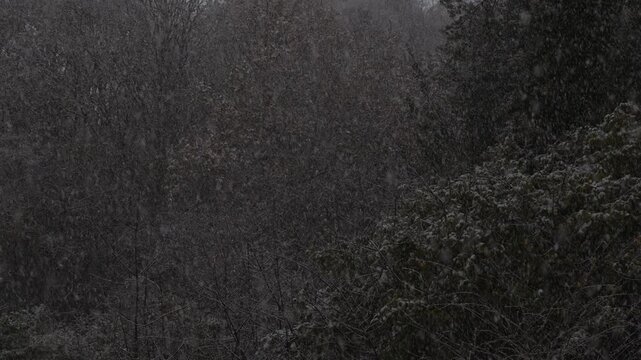 Snow Fall