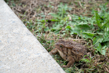 Eastern American toad, brown, warty, with a white belly near a concrete sidewalk.