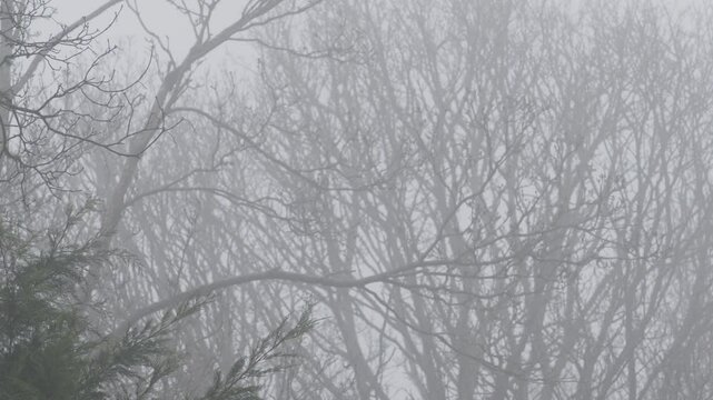 Trees in the Fog