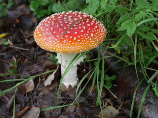 Amanita muscaria, fly agaric, on the forest floor, Anchorage, Alaska