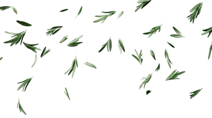 Rosemary sprigs and leaves falling against a transparent background, ideal for food and beverage, cosmetics, and healthcare projects