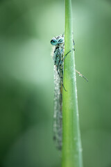 Common bluetail (Ischnura elegans) playing peekaboo on a grass leaf, Belgium
