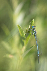 Male White-legged Damselfly (Blue Featherleg) (Platycnemis pennipes) resting on a flower, Belgium