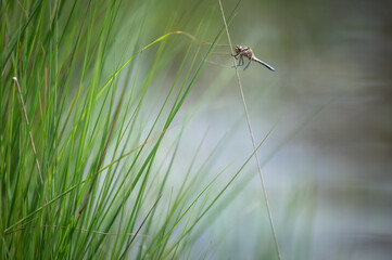 Keeled skimmer (Orthetrum coerulescens) resting in the grass, Belgium