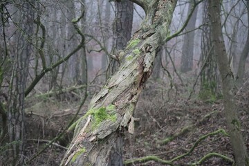 twisted growth