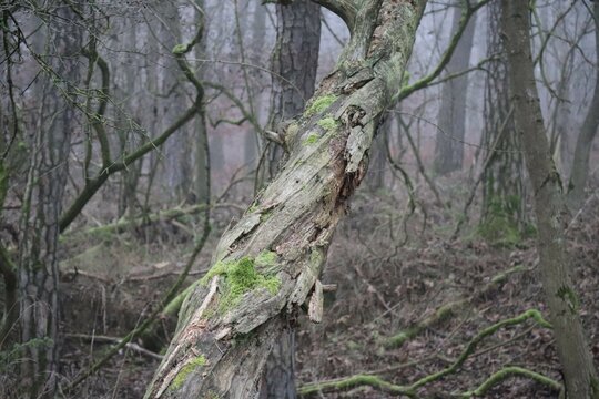 twisted growth