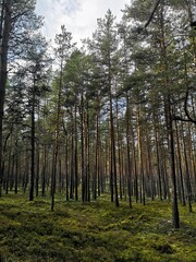 forest in autumn