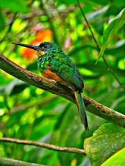 Beija Flor, Mata Atlantica - Mage/RJ