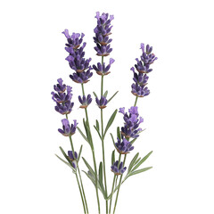 Naklejka premium Lavandula hidcote isolated on transparent background