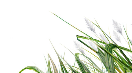 Reed meadow on transparent background PNG. 3D rendering