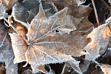 Raureif auf gezackten Ahornblättern