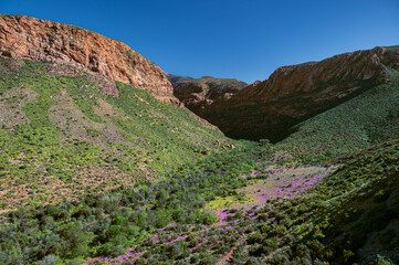 A view of a desert valley in bloom with purple flowers, mountains and a clear sky, little Karoo, South Africa, Africa