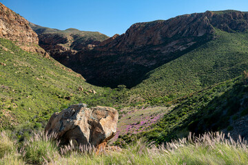 A view of a desert canyon in bloom with purple wildflowers and a rock, mountains and a clear sky, little Karoo, South Africa, Africa