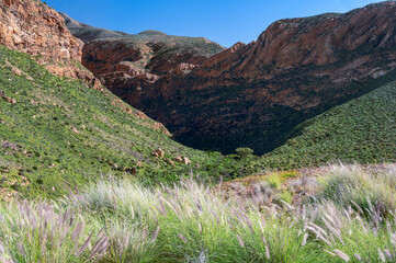 A view of a desert valley in bloom with mountains, wildflowers and a clear sky, little Karoo, South...