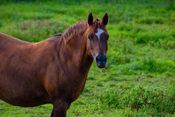 Obraz premium Beautiful brown horse with white blaze standing in green summer pasture in Finland. This close-up portrait captures the majestic equine against lush Nordic grassland