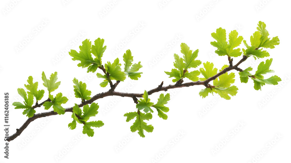 Poster horizontal branch with fresh green leaves growing on a transparent background, perfect for spring an