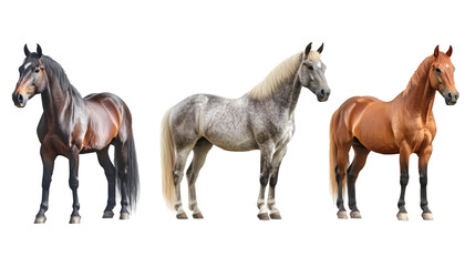 Obraz premium Three horses of different colors standing majestically on a transparent background, ready to be used in any creative project