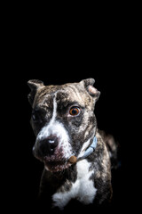 A dog with a black and white coat and a blue collar is staring at the camera