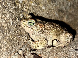 Nocturnal macrophotography of a green-eyed toad runner (Epidalea calamita)